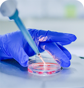 Transferencia de Embriones